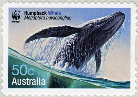 Humpback Whale (Megaptera novaeangliae)
