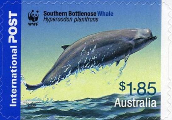 Southern Bottlenose Whale (Hyperoodon planifrons)