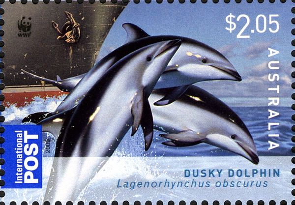 Dusky Dolphin (Lagenorhynchus obscurus) 