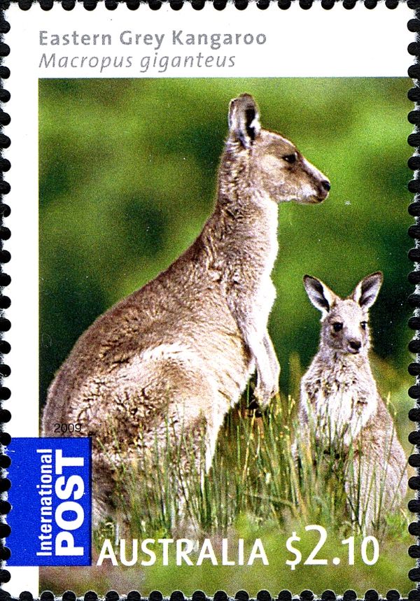 Eastern Grey Kangaroo 2009