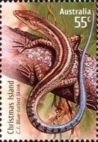 C.I. Blue-tailed Skink (Cryptoblepharus egeriae)