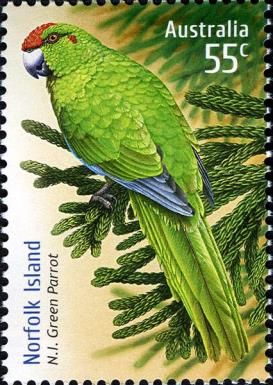 Norfolk Island Parrot (Cyanoramphus cookii)
