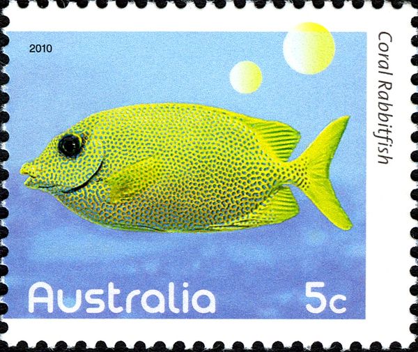 Coral Rabbitfish (Siganus corallinus)