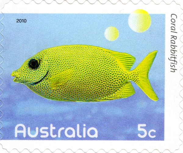 Coral Rabbitfish (Siganus corallinus)