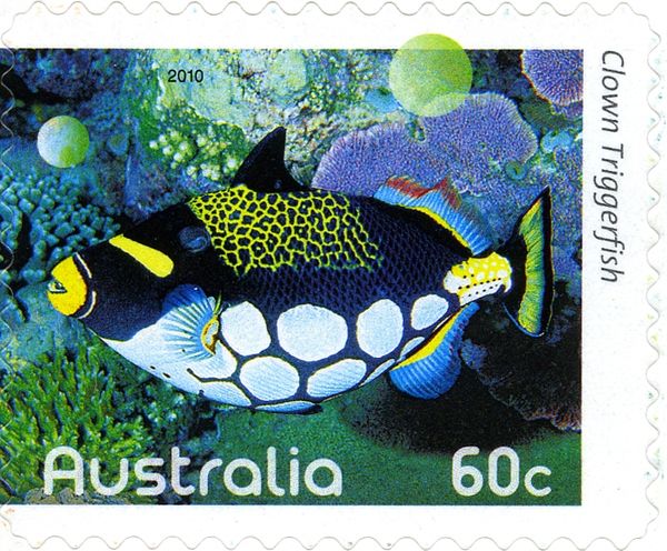 Clown Triggerfish (Balistoides conspicillum)