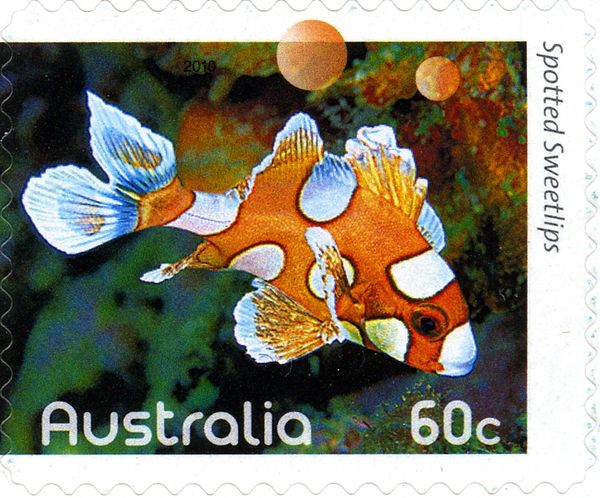 Spotted Sweetlips (Plectorhinchus chaetodonoides), juvenile