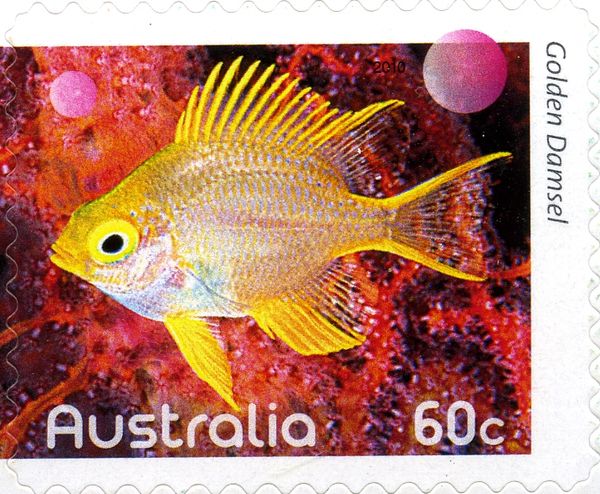 Golden Damselfish (Amblyglyphidodon aureus)