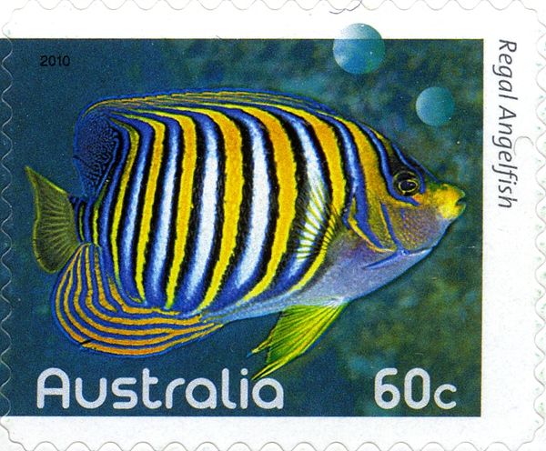 Regal Angelfish (Pygoplites diacanthus)