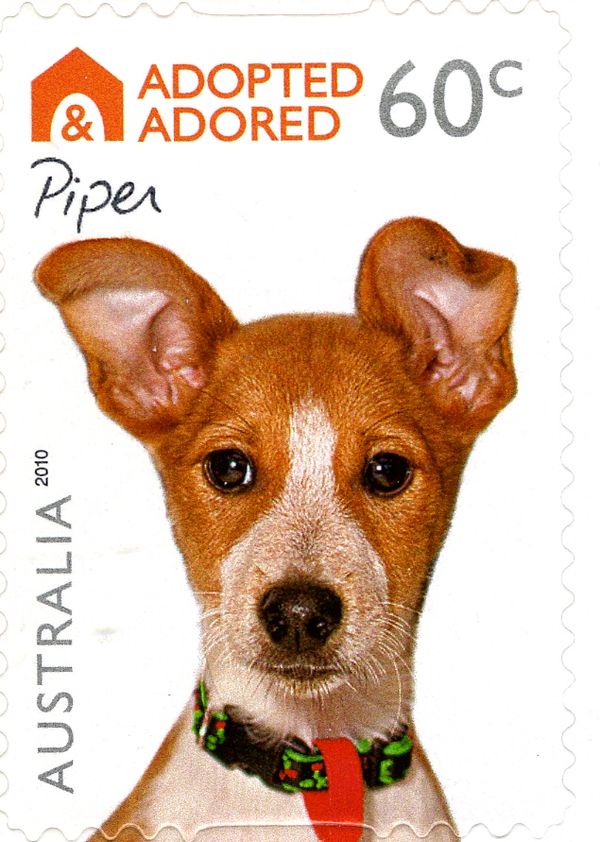 Piper