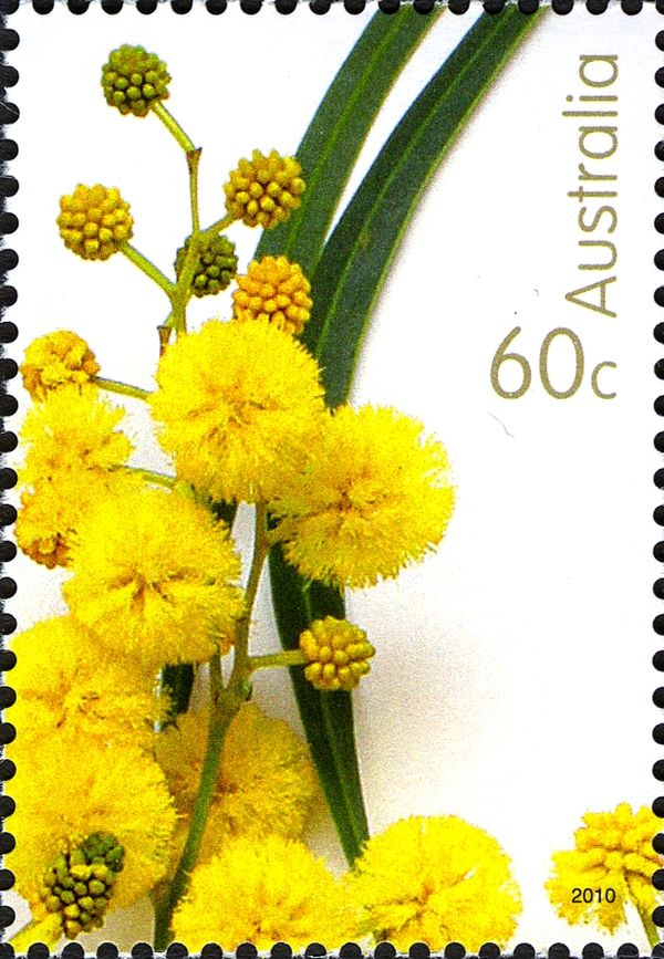 Wattle Flowers 2010