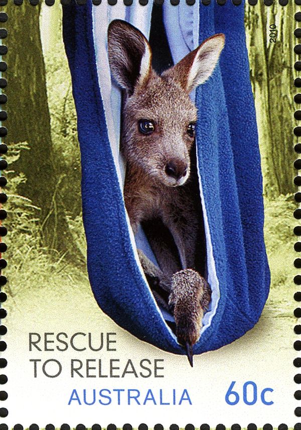 Eastern Grey Kangaroo (Macropus giganteus)