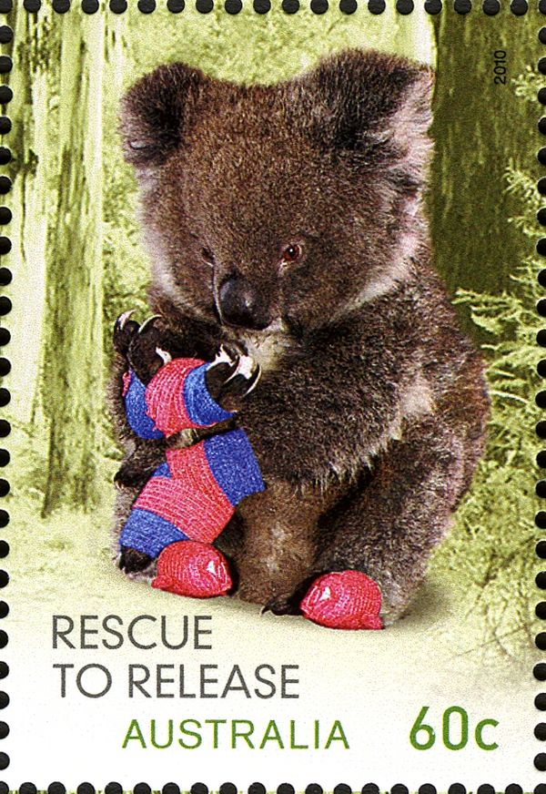 Koala (Phascolarctos cinereus)