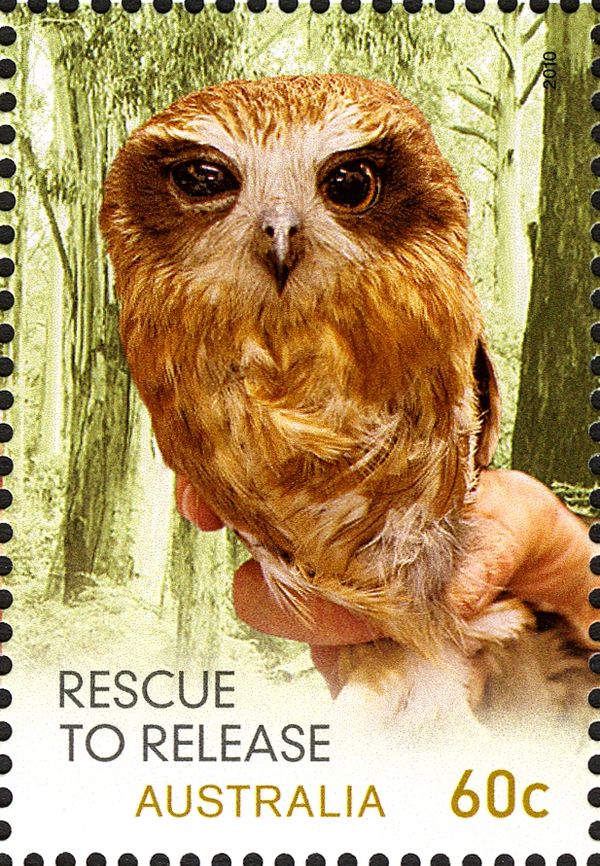 Southern Boobook (Ninox boobook)