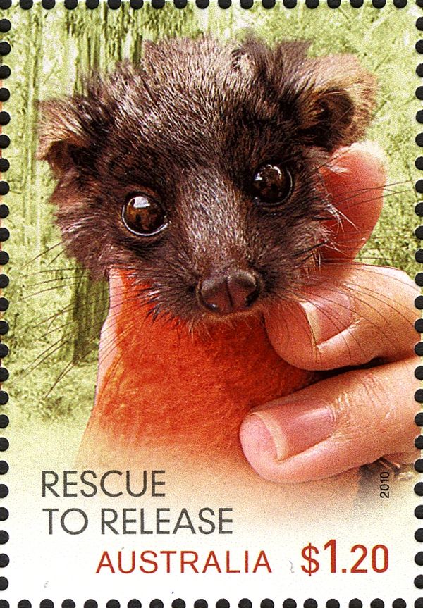 Southern Ringtail Possum (Pseudocheirus peregrinus)