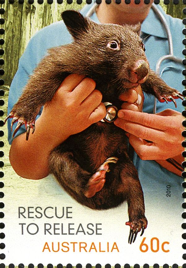Common Wombat (Vombatus ursinus)