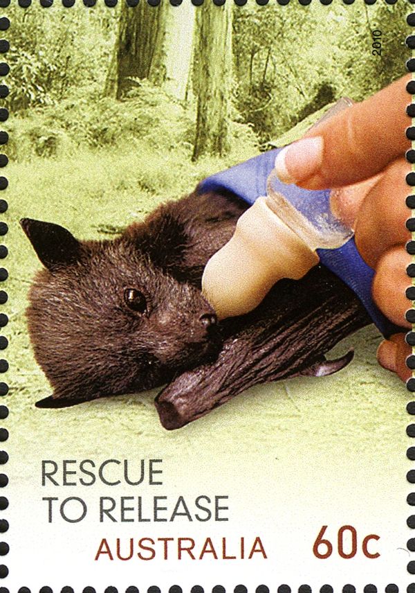 Grey-headed Flying Fox (Pteropus poliocephalus)