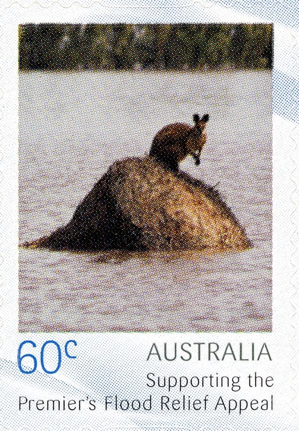 Wallaby on debris
