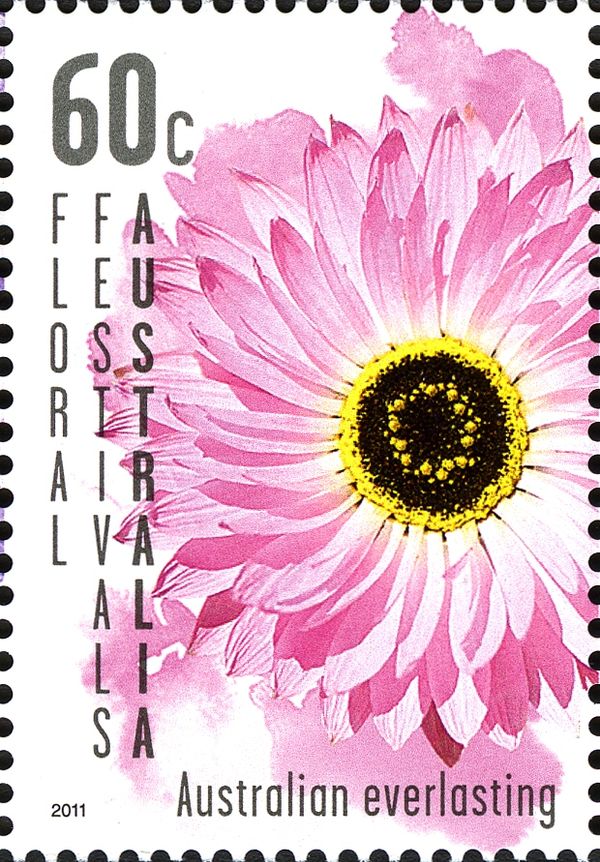 Floral Festival - Australian Everlasting
