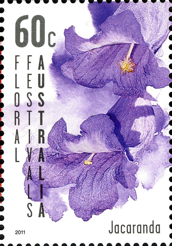 Floral Festival - Jacaranda