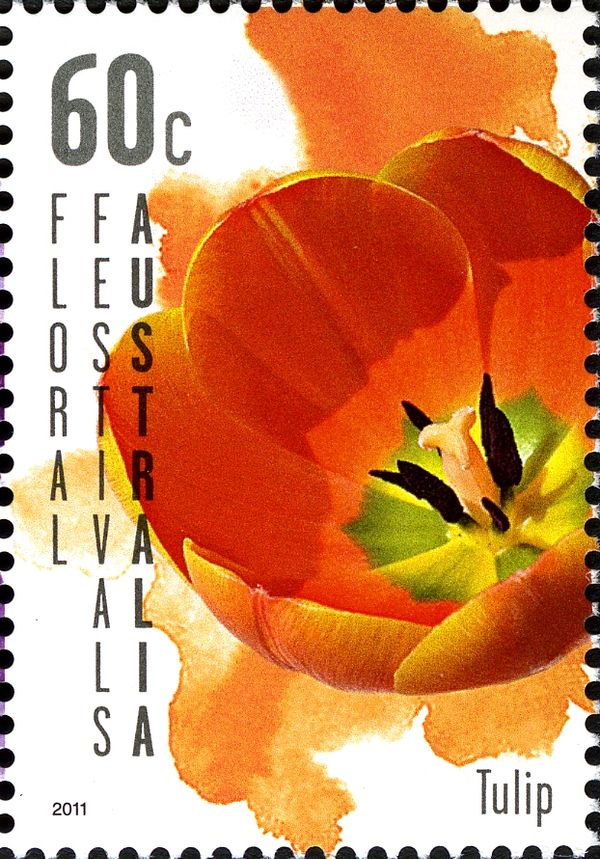 Floral Festival - Tulip