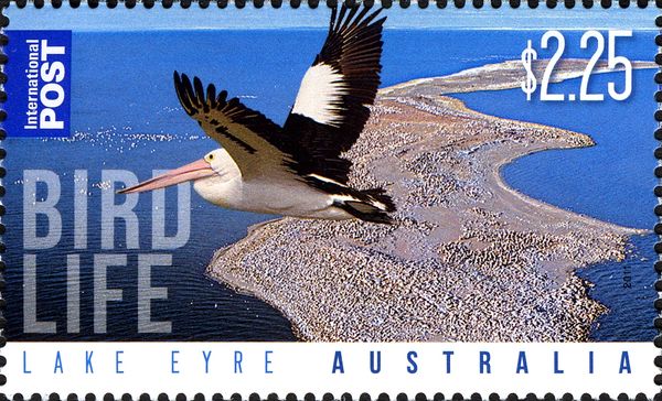 Lake Eyre - "Bird Life" Australian Pelican