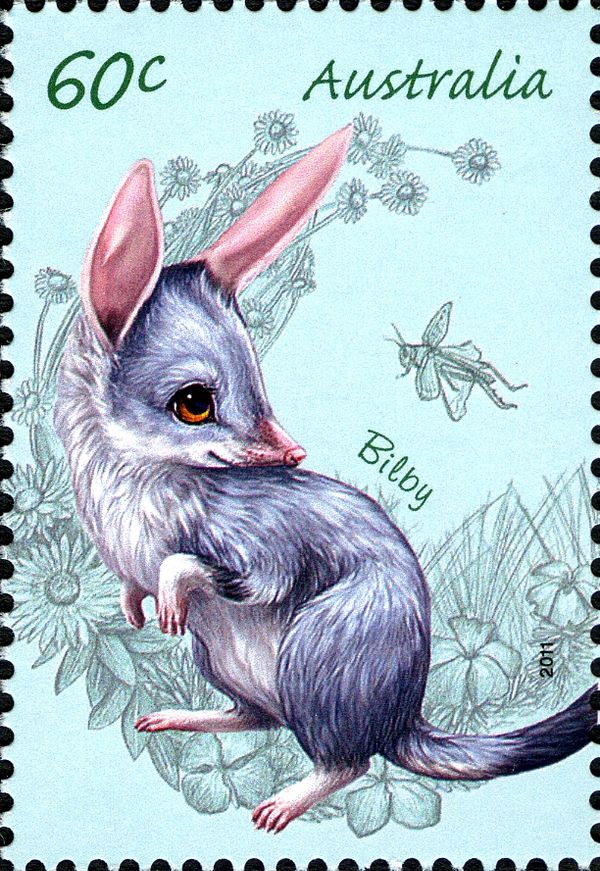 Greater Bilby (Macrotis lagotis)