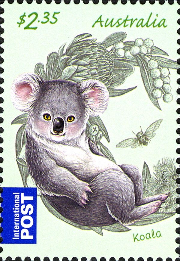 Koala (Phascolarctos cinereus)