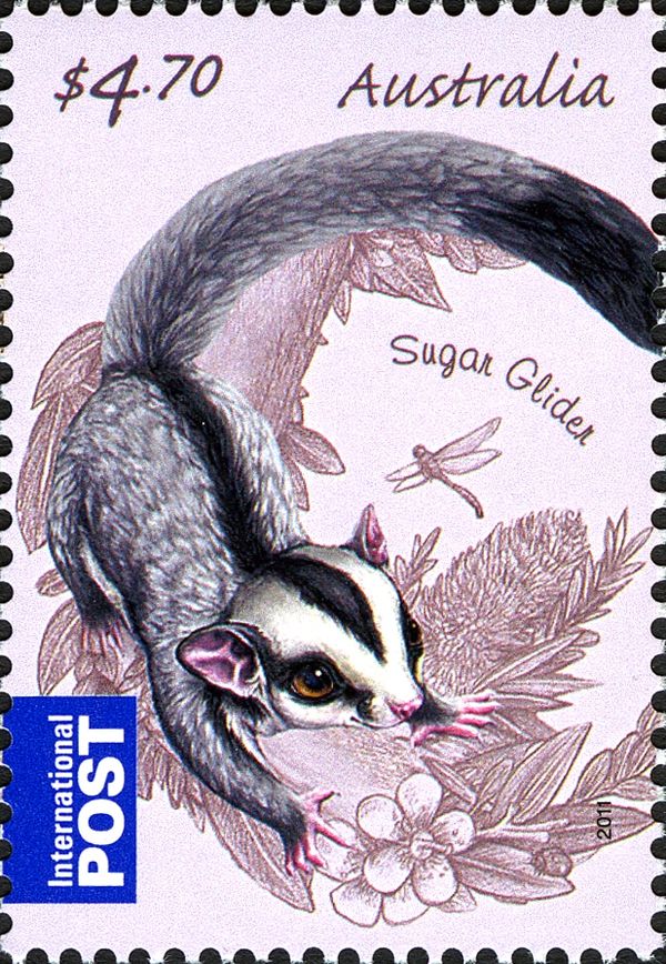 Sugar Glider (Petaurus breviceps)