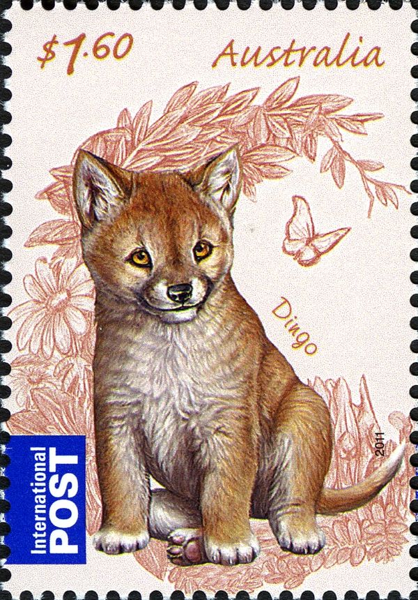 Dingo (Canis lupus dingo)
