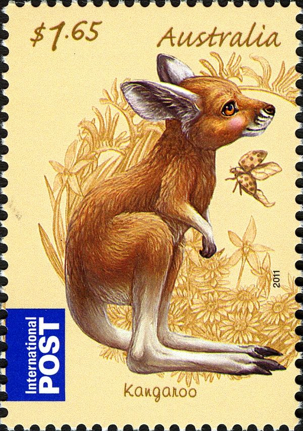 Red Kangaroo (Osphranter rufus)