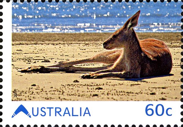 Red Kangaroo (Osphranter rufus)