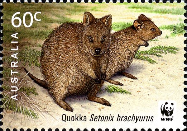 Quokka (Setonix brachyurus)