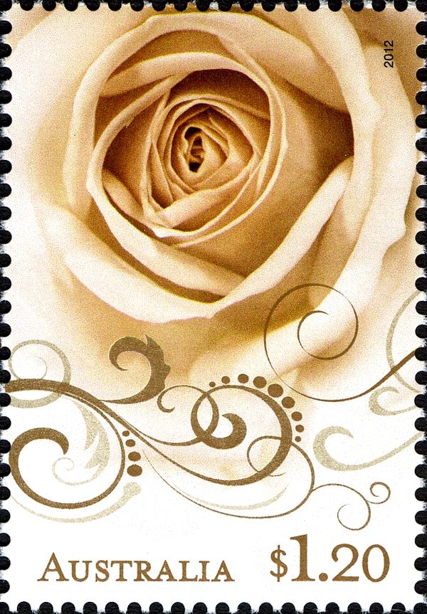 Cream Rose 2012