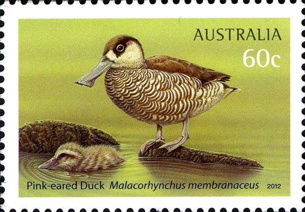 Pink-eared Duck (Malacorhynchus membranaceus)