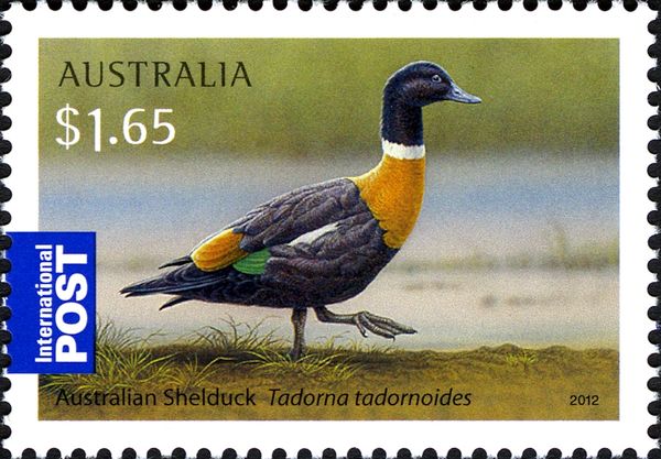 Australian Shelduck (Tadorna tadornoides)