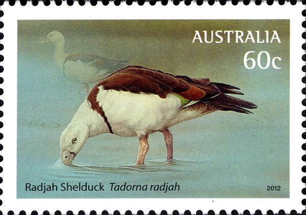 Radjah Shelduck (Tadorna radjah)