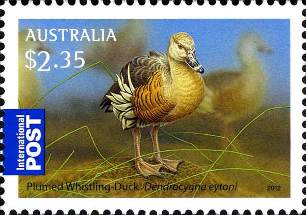 Plumed Whistling Duck (Dendrocygna eytoni)