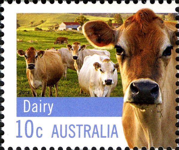 Jersey Cattle (Bos primigenius taurus) - Dairy
