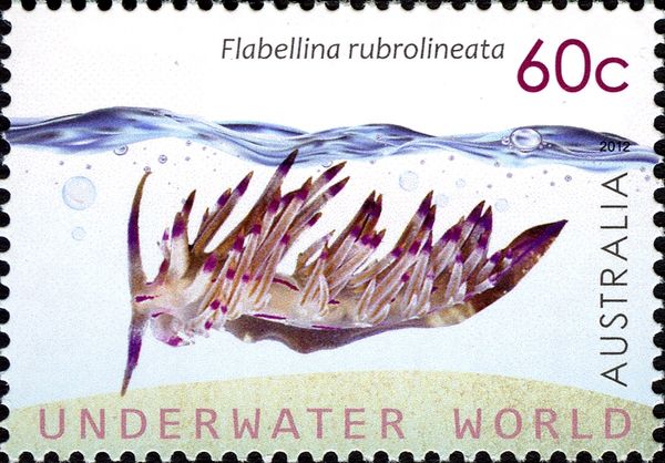 Red-lined Flabellina (Flabellina rubrolineata)