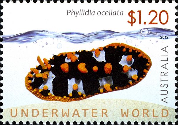 Ocellated Wart Slug (Phyllidia ocellata)