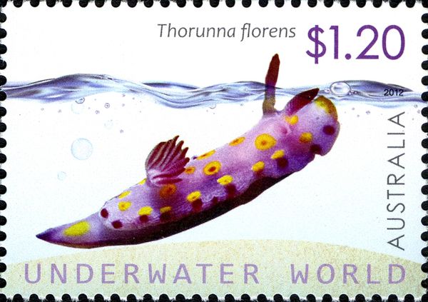 Flowering Thorunna (Thorunna florens)