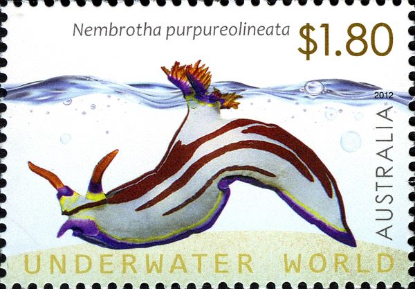 Purple-lined Nembrotha (Nembrotha purpureolineata)