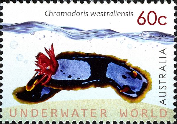 Western Australian Chromodoris (Chromodoris westraliensis)
