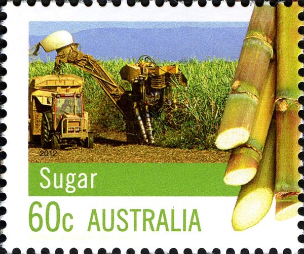 Sugar Cane