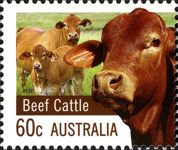 Beef Cattle (Bos primigenius taurus)