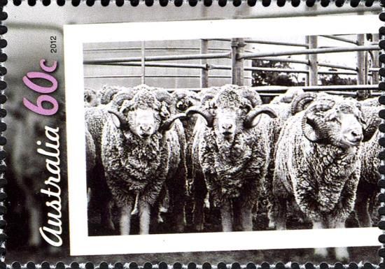 Merino Sheep (Ovis ammon aries)