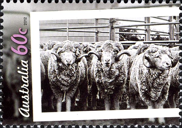 Merino Sheep (Ovis ammon aries)