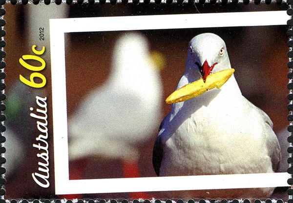 Silver Gull (Chroicocephalus novaehollandiae) eating chip