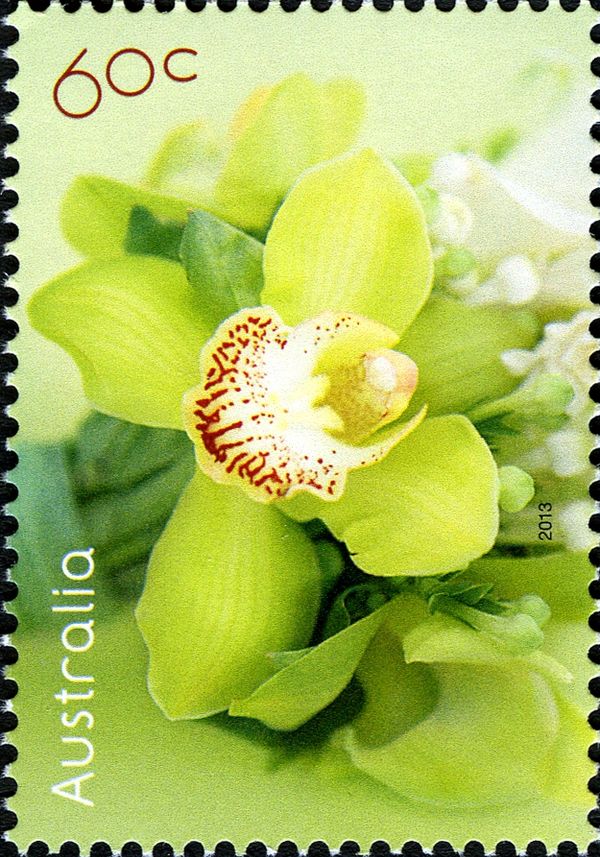 Orchid 2013