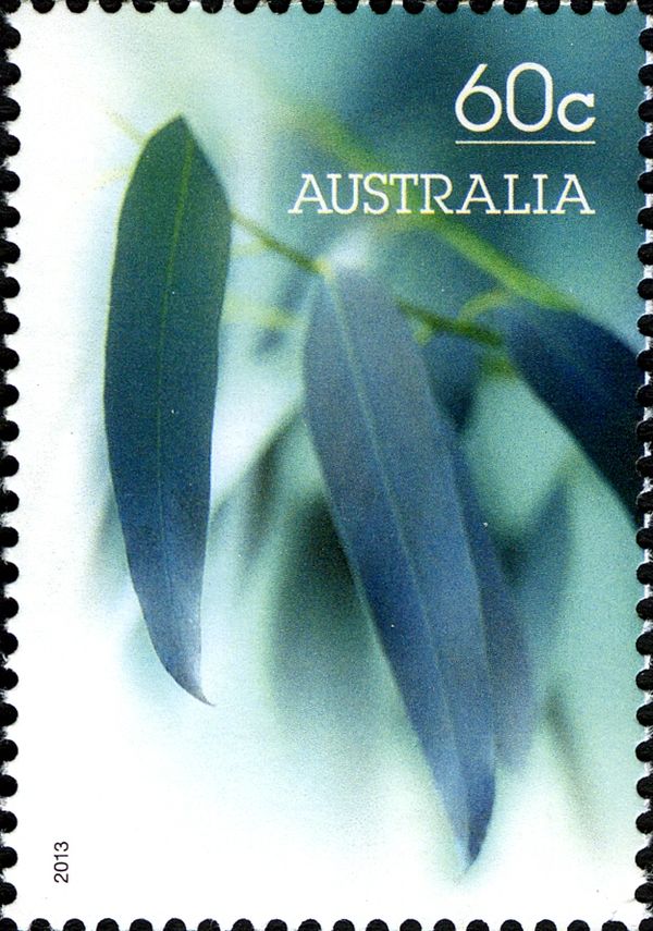 Eucalyptus Leaves 2013